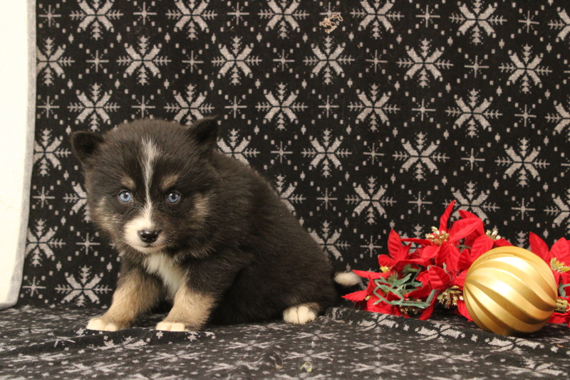 puppy, for, sale, Pomsky, Matthew B. Stoltzfus, dog, breeder, Gap, PA, dog-breeder, puppy-for-sale, forsale, nearby, find, puppyfind, locator, puppylocator, aca
